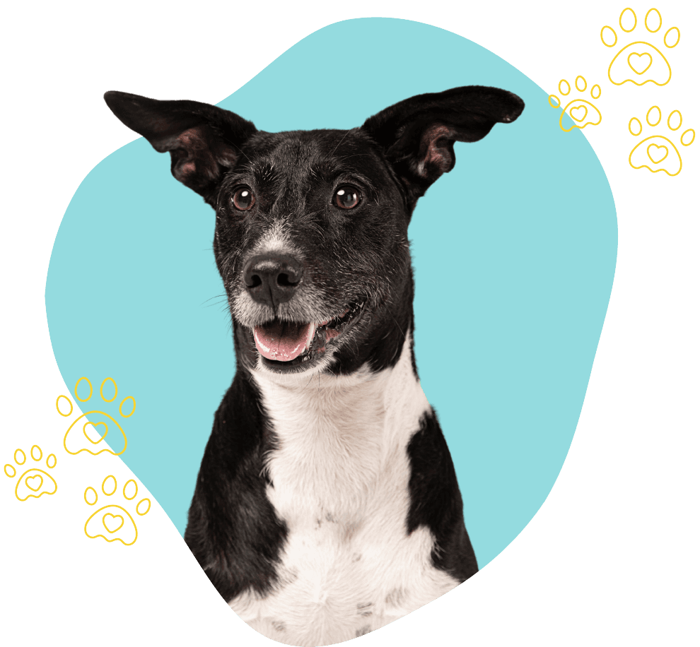 foto de um cachorro com fundo amarelo